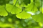 Ginkgo Biloba