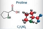 L-Proline - Ed Supplemet